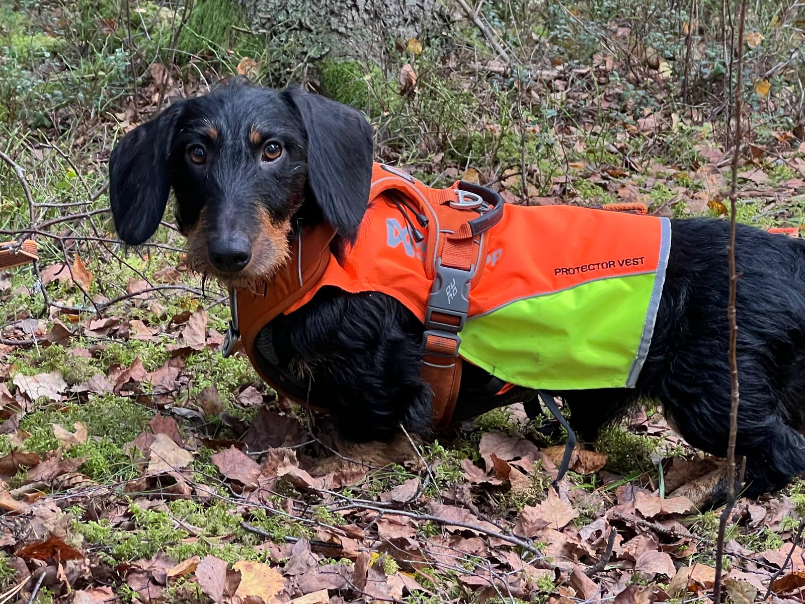 Suomen yleisimmät metsästyskoirat – mihin mikäkin rotu sopii?