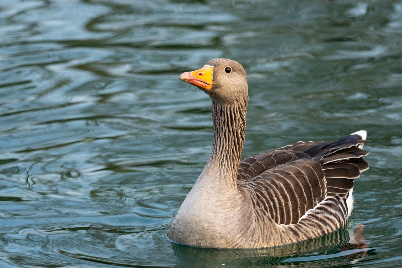 Merihanhi