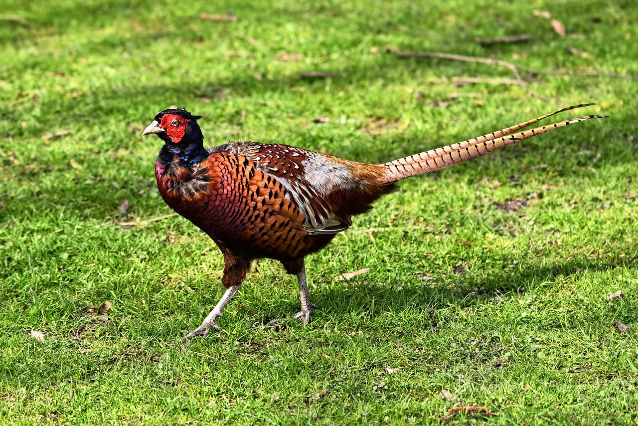 Fasaani uros