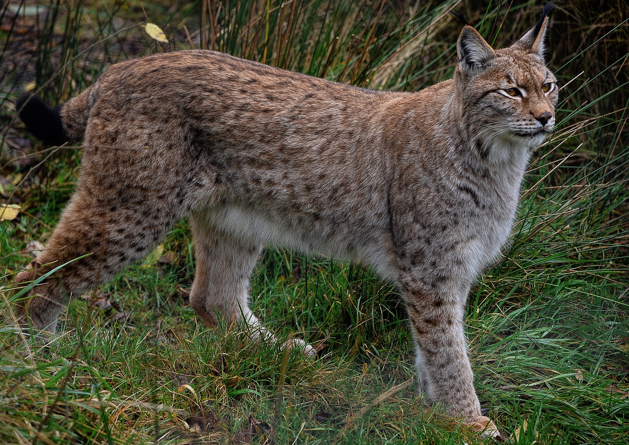 Ilves