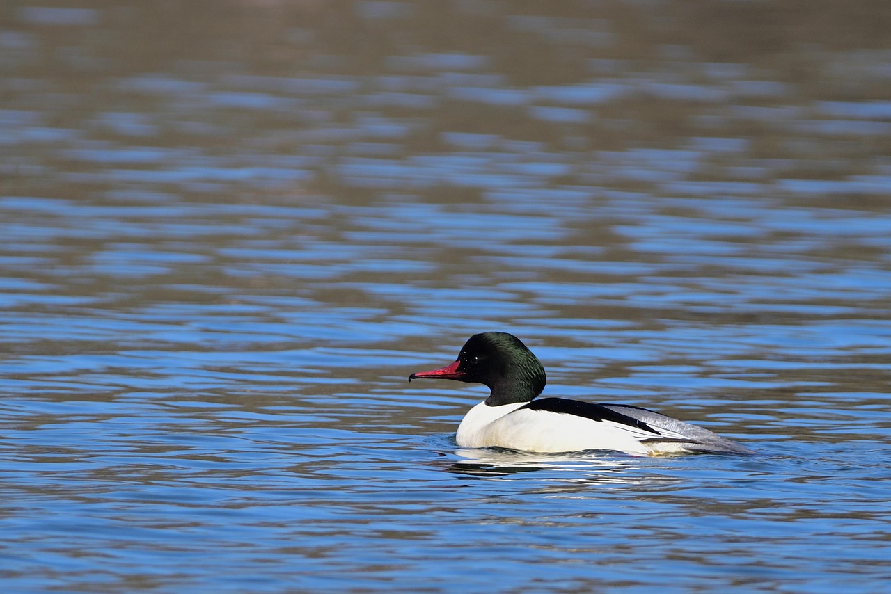 Isokoskelo uros