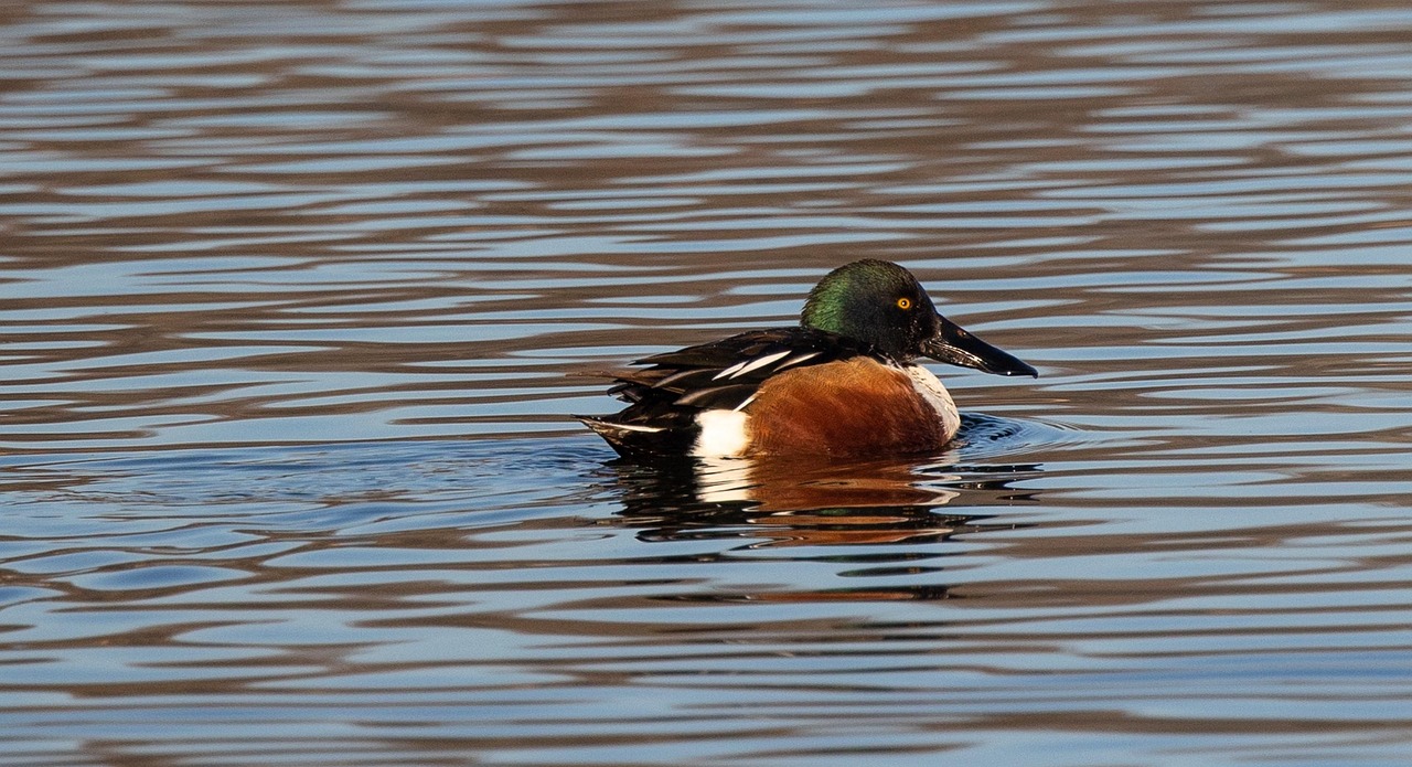 Lapasorsa uros