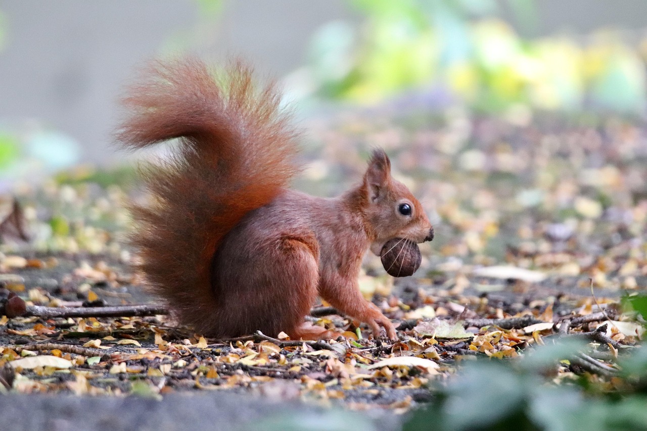 Orava