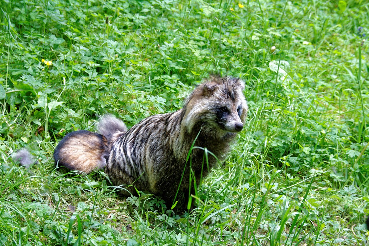 Supikoira