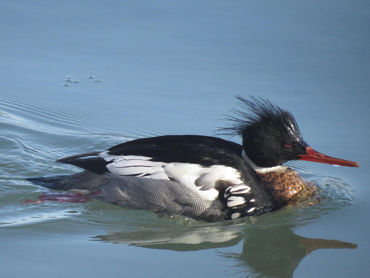 Tukkakoskelo uros