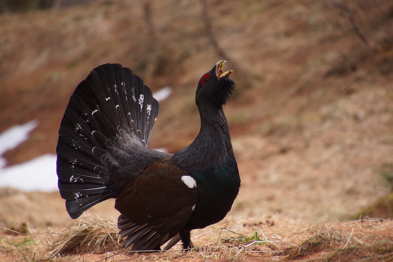 Metsästäjätutkinto harjoituskoe