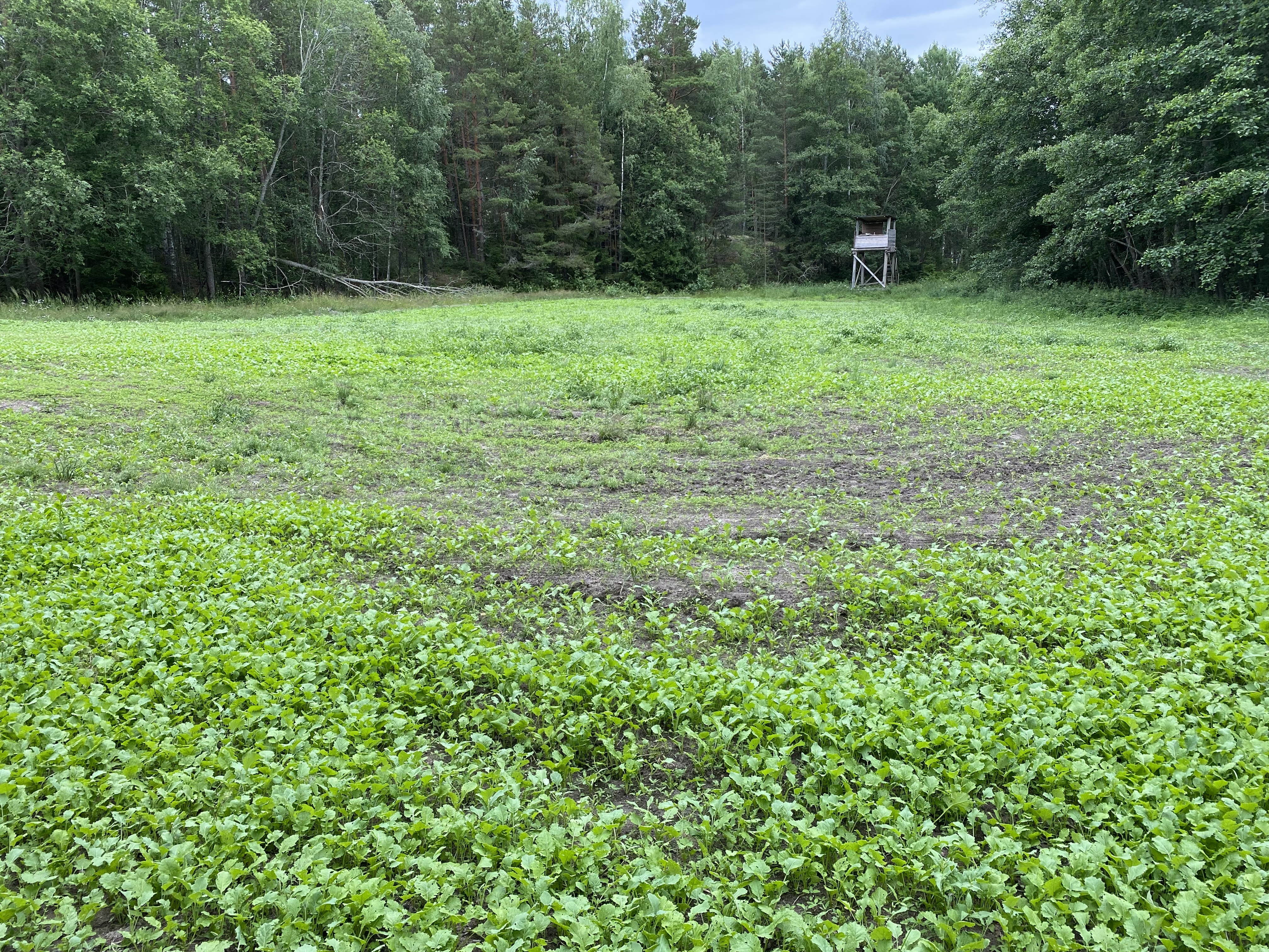 Riistapelto – näin perustat toimivan riistapellon