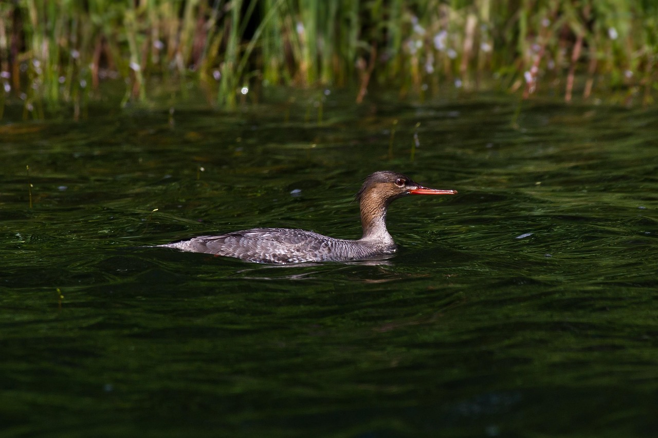 Tukkakoskelo, naaras